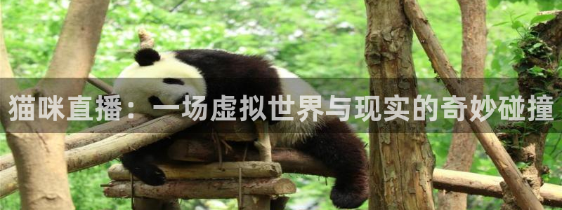 山猫体育直播app：猫咪直播：一场虚拟世界与现实的奇妙碰撞
