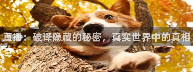 山猫体育足球比赛直播：直播：破译隐藏的秘密，真实世界中的真相